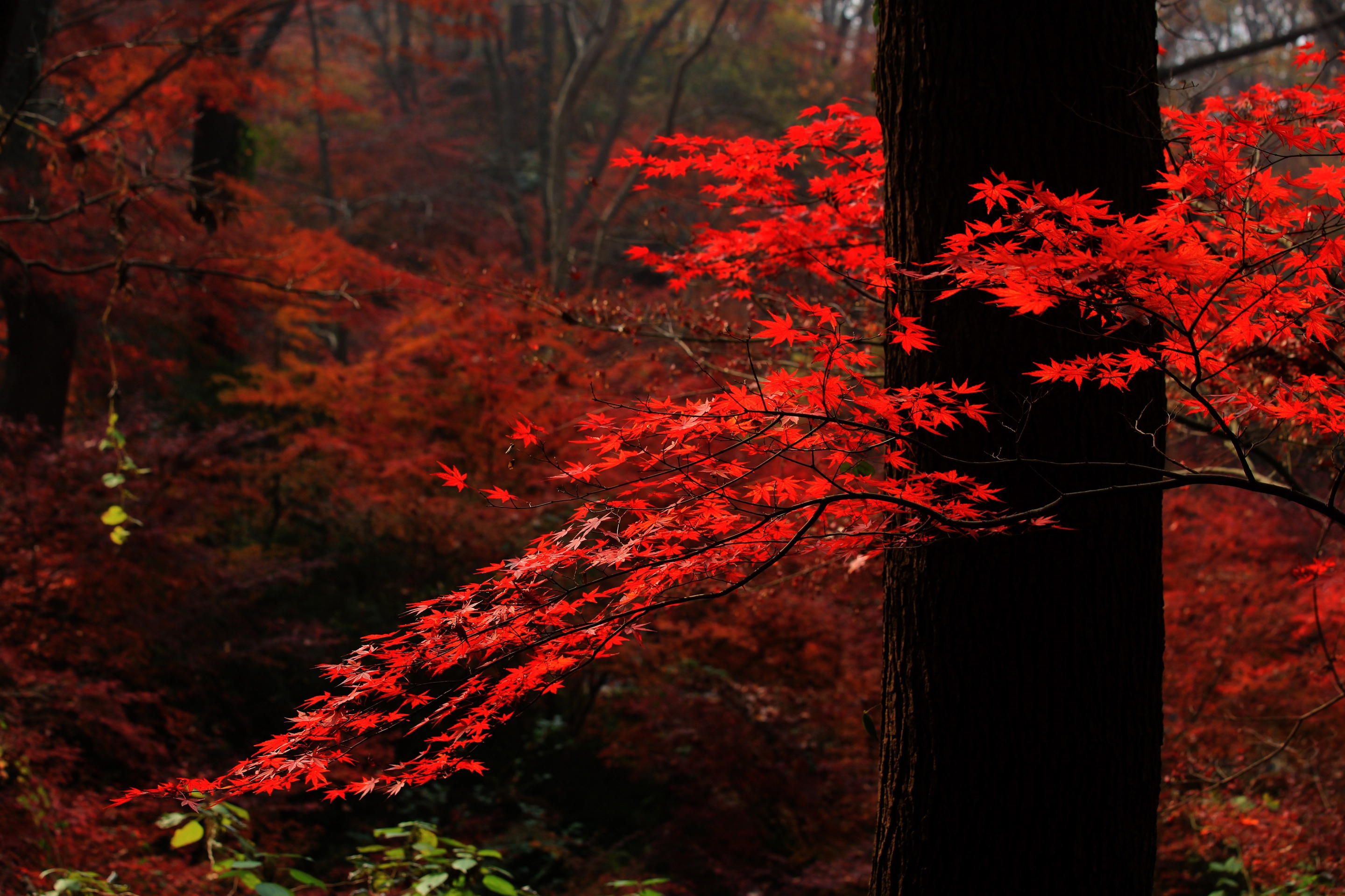 栖霞山 (9).jpg