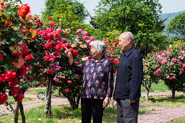 月季类-《幸福花儿开》-孙营-13598290493-拍摄于南阳月季大观园.jpg